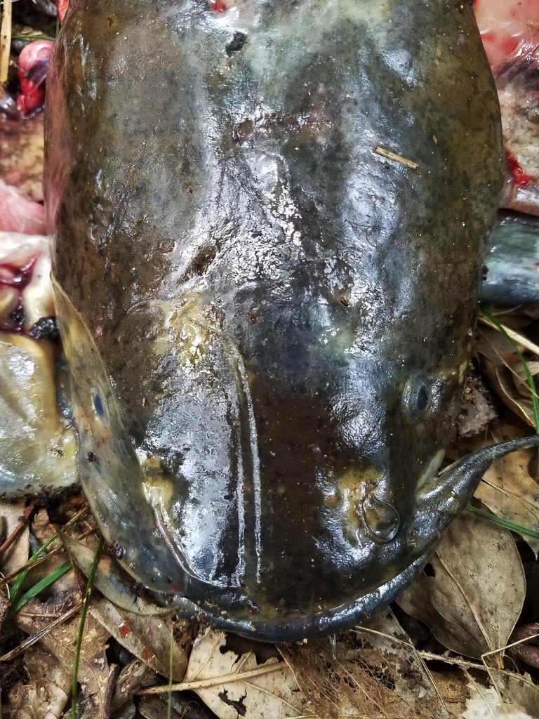 Flathead Catfish (Wildlife of John Martin Reservoir State Park ...