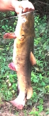 Pylodictis olivaris