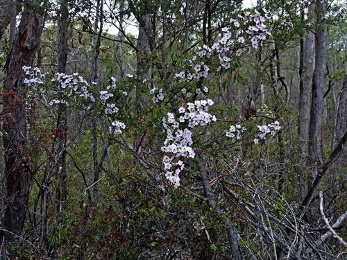 Image of Leptospermum rotundifolium by (c) Max Campbell, some rights reserved (CC BY)