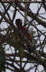 Dryobates callonotus major