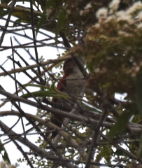 Dryobates callonotus major