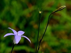 Hair-leaved Bluebell (Wahlenbergia capillaris)