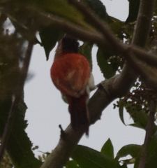 Dryobates callonotus major