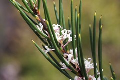 Hakea macrorrhyncha