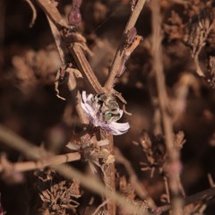 Anthophora curta