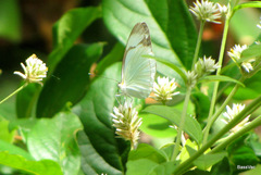 Itaballia demophile centralis