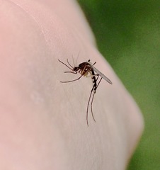 Aedes atlanticus