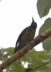 Melanerpes pucherani