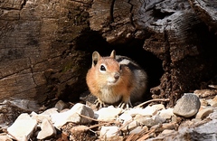 Callospermophilus lateralis certus