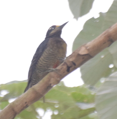 Melanerpes pucherani