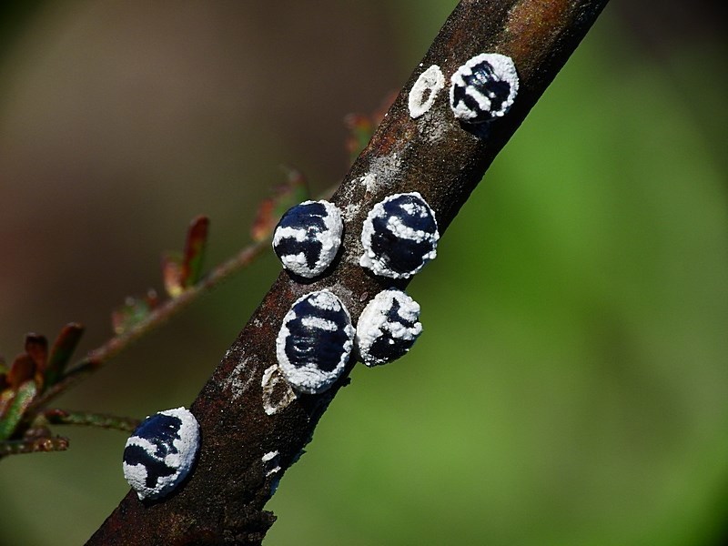 Melanococcus albizziae