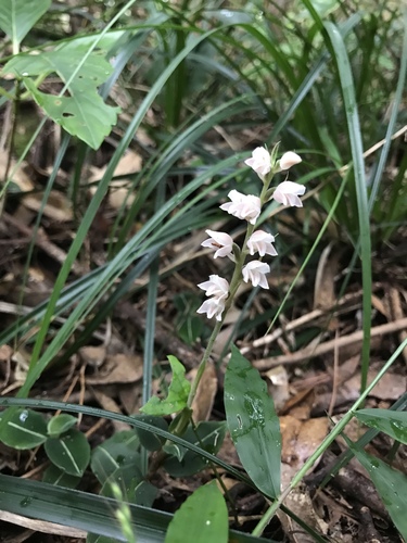 Goodyera velutina iNat (3)