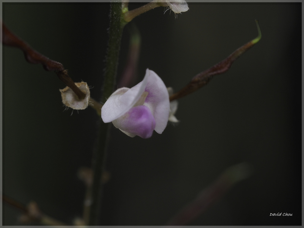 Desmodium laxum (Desmodium laxum)