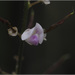 Hylodesmum leptopus - Photo (c) 周業偉, algunos derechos reservados (CC BY-NC), subido por 周業偉