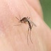 Aedes atlanticus - Photo (c) Jim Brighton, algunos derechos reservados (CC BY-NC), uploaded by Jim Brighton
