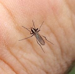 Aedes atlanticus