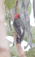 Melanerpes pucherani