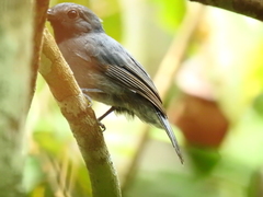 Thamnomanes saturninus