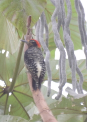 Melanerpes pucherani