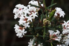 Acrothamnus melaleucoides