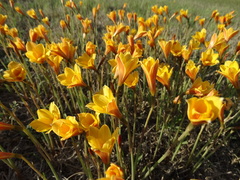Zephyranthes tubispatha