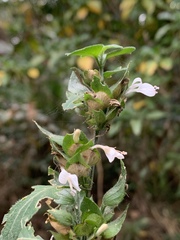 Hypoestes triflora