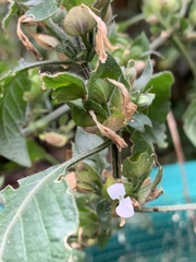 Hypoestes triflora