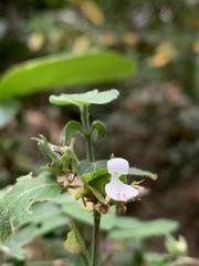 Hypoestes triflora