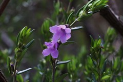 Prostanthera scutellarioides