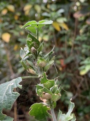 Hypoestes triflora