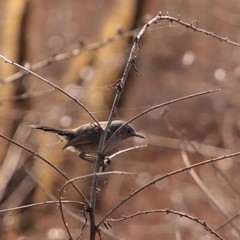 Polioptila californica