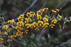 Daviesia nova-anglica