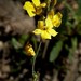 Goodenia bellidifolia bellidifolia - Photo 由 Max Campbell 所上傳的 (c) Max Campbell，保留部份權利CC BY
