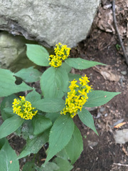 Solidago flexicaulis