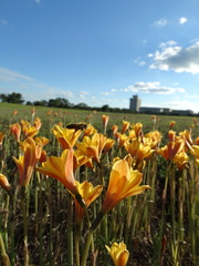Zephyranthes tubispatha
