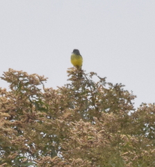 Tyrannus melancholicus