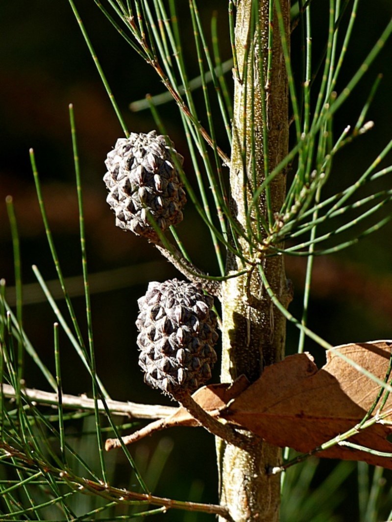 Allocasuarina littoralis