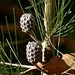 Allocasuarina littoralis - Photo (c) Max Campbell, alguns direitos reservados (CC BY), uploaded by Max Campbell