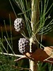 Black Sheoak - Photo (c) Max Campbell, some rights reserved (CC BY), uploaded by Max Campbell