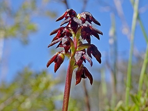Image of Genoplesium vernale by (c) Max Campbell, some rights reserved (CC BY)