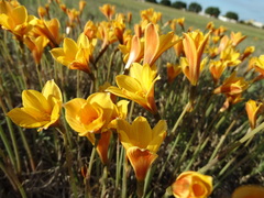 Zephyranthes tubispatha