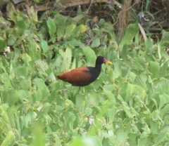 Jacana jacana