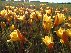 Zephyranthes tubispatha