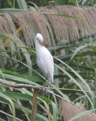 Bubulcus ibis