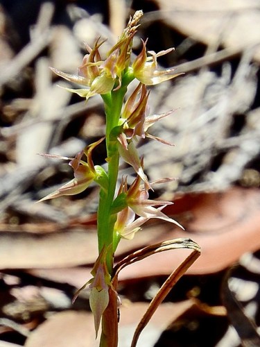 Image of Prasophyllum sylvestre by (c) Max Campbell, some rights reserved (CC BY)