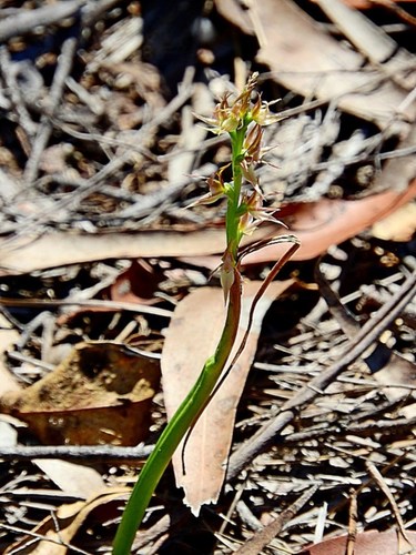 Image of Prasophyllum sylvestre by (c) Max Campbell, some rights reserved (CC BY)