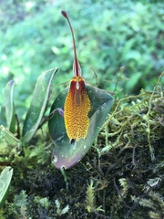 Restrepia