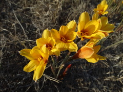 Zephyranthes tubispatha