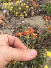 Eriogonum marifolium