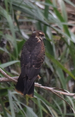 Rostrhamus sociabilis